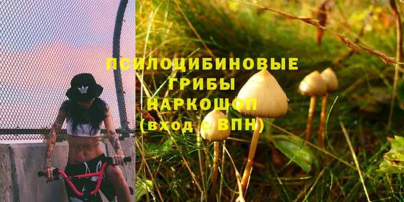 ссылка на мегу вход  мориарти официальный сайт  Галлюциногенные грибы Cubensis  Костерёво 